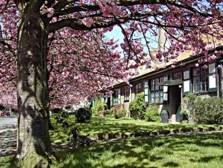 Beau le Cerisier....