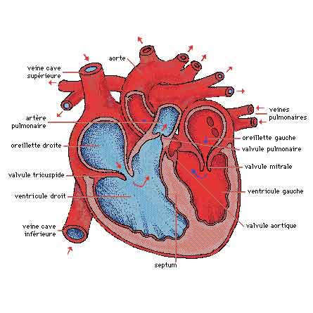 D�gout�e des coeurs...