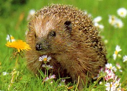 Salvador,Brassens, Emilie